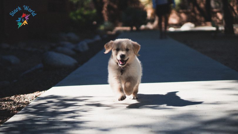 How to Train Your New Puppy: A Comprehensive Guide