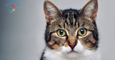 Understanding and Addressing Common Cat Health Issues: A Comprehensive Guide