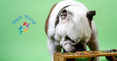 5 Top Dog Food Brands to Keep Your Pup Happy and Healthy