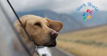 How to Travel Safely with Your Pet
