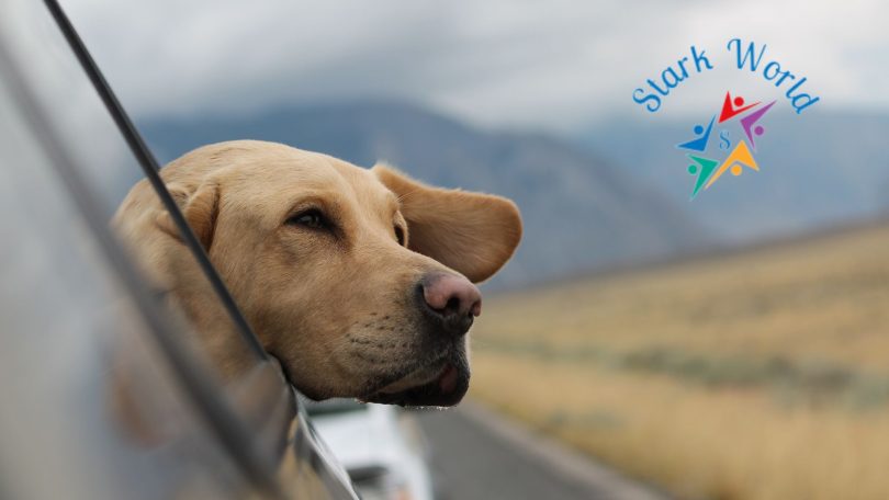 How to Travel Safely with Your Pet