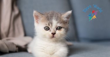 10 Must-Watch Adorable Kitten Videos That Will Melt Your Heart