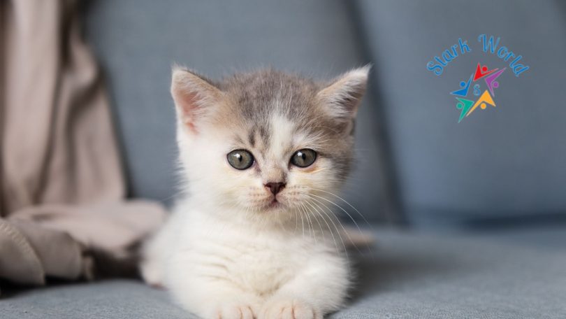 10 Must-Watch Adorable Kitten Videos That Will Melt Your Heart